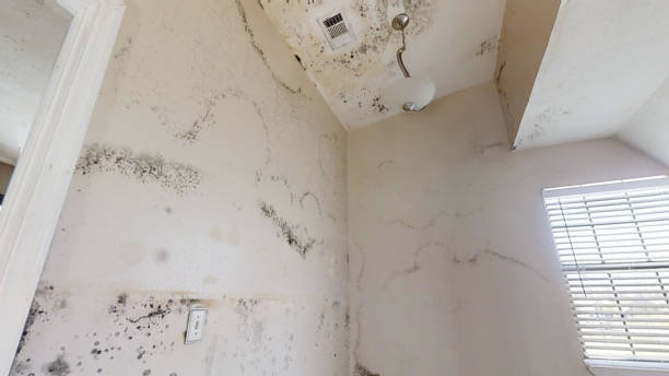 Duluth, GA Mold Removal Company