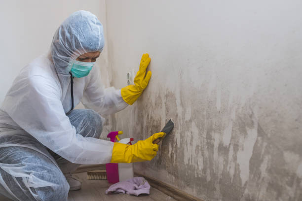 Mold Documentation for Insurance Claims in Duluth, GA